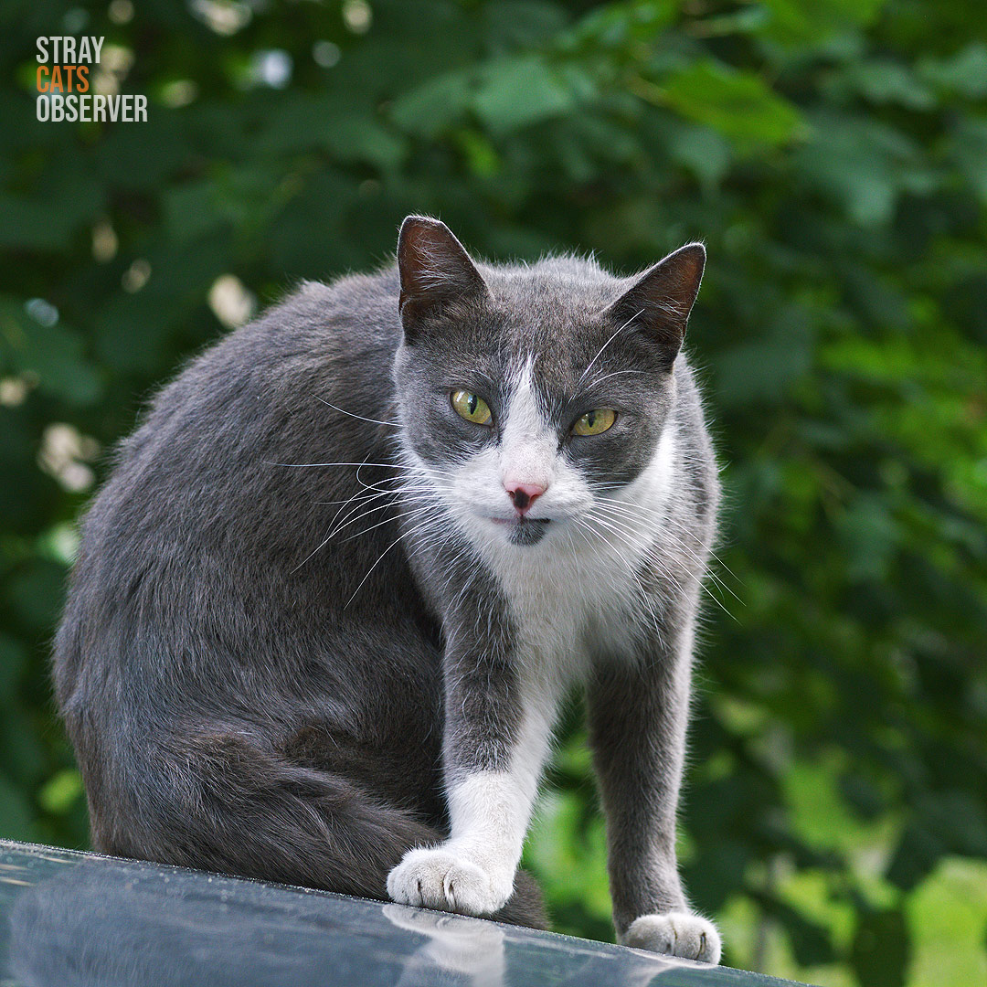 Grey and white cat is staring at us from the roof of a car with disbelief