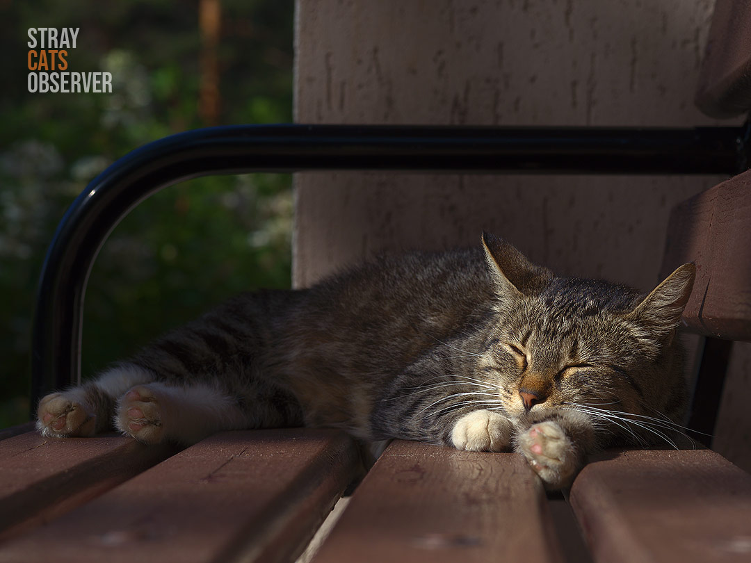 Tabby cat sleeps on the bench at dawn