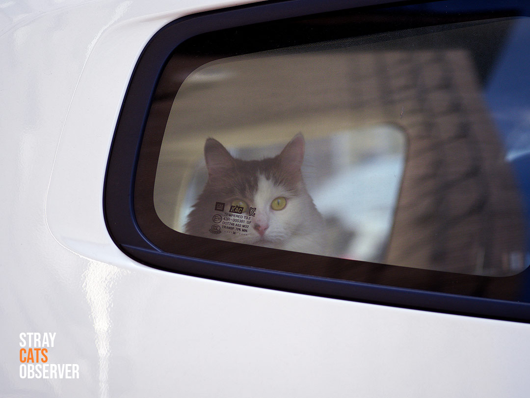 The cat looks outside from the car