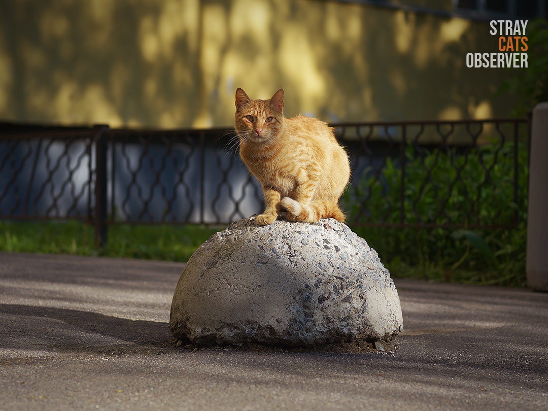 Orange tabby cat sitting on a concrete ball