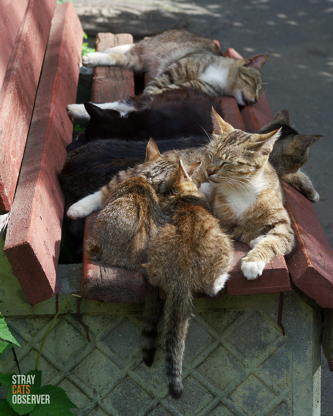 A group of cats resting on a bench