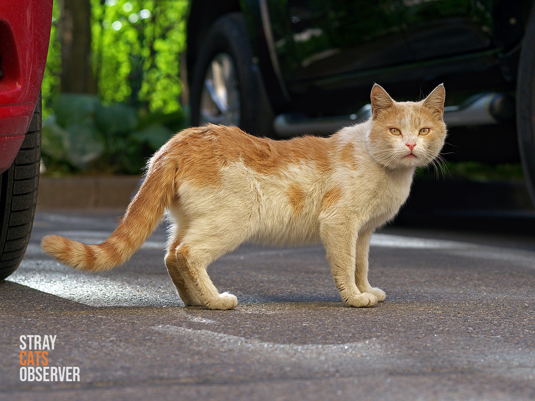 Ginger and white cat in the evening sun