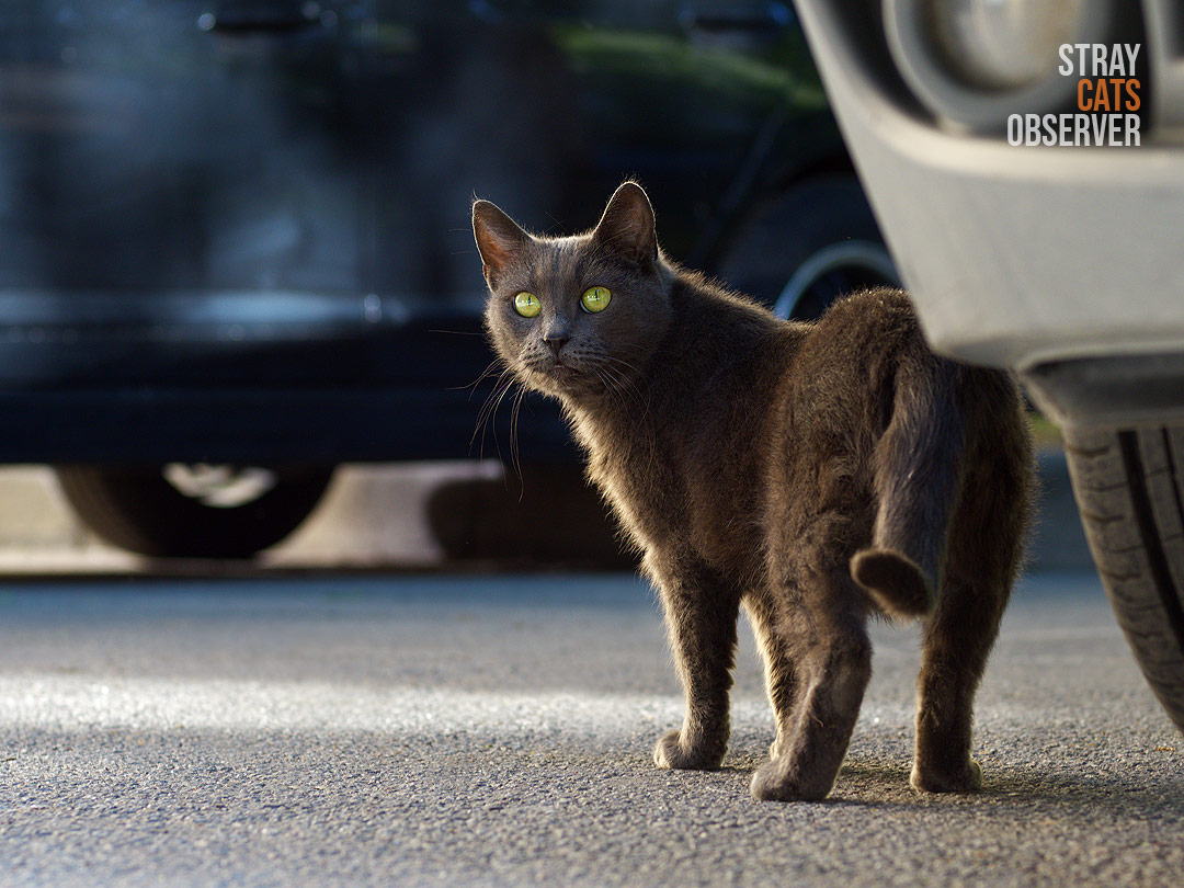 Gray cat looks over his shoulder in the evening sun