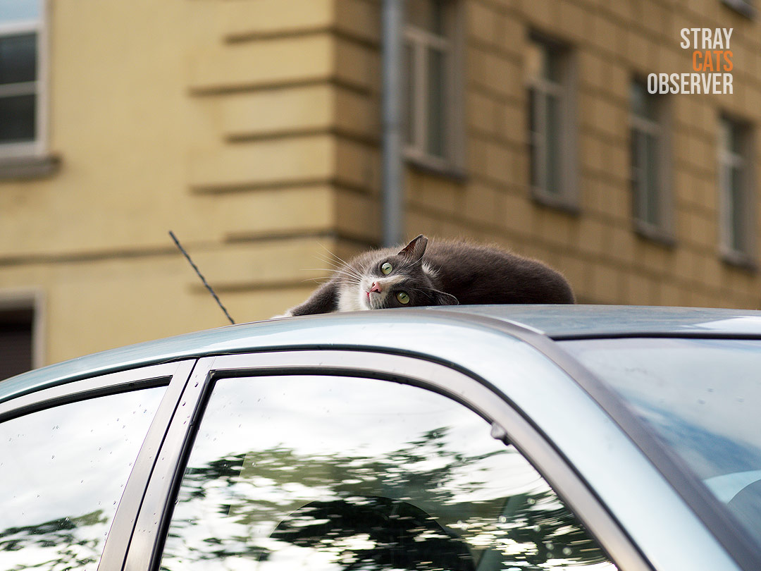 Gray and white cat lies on the roof of a car