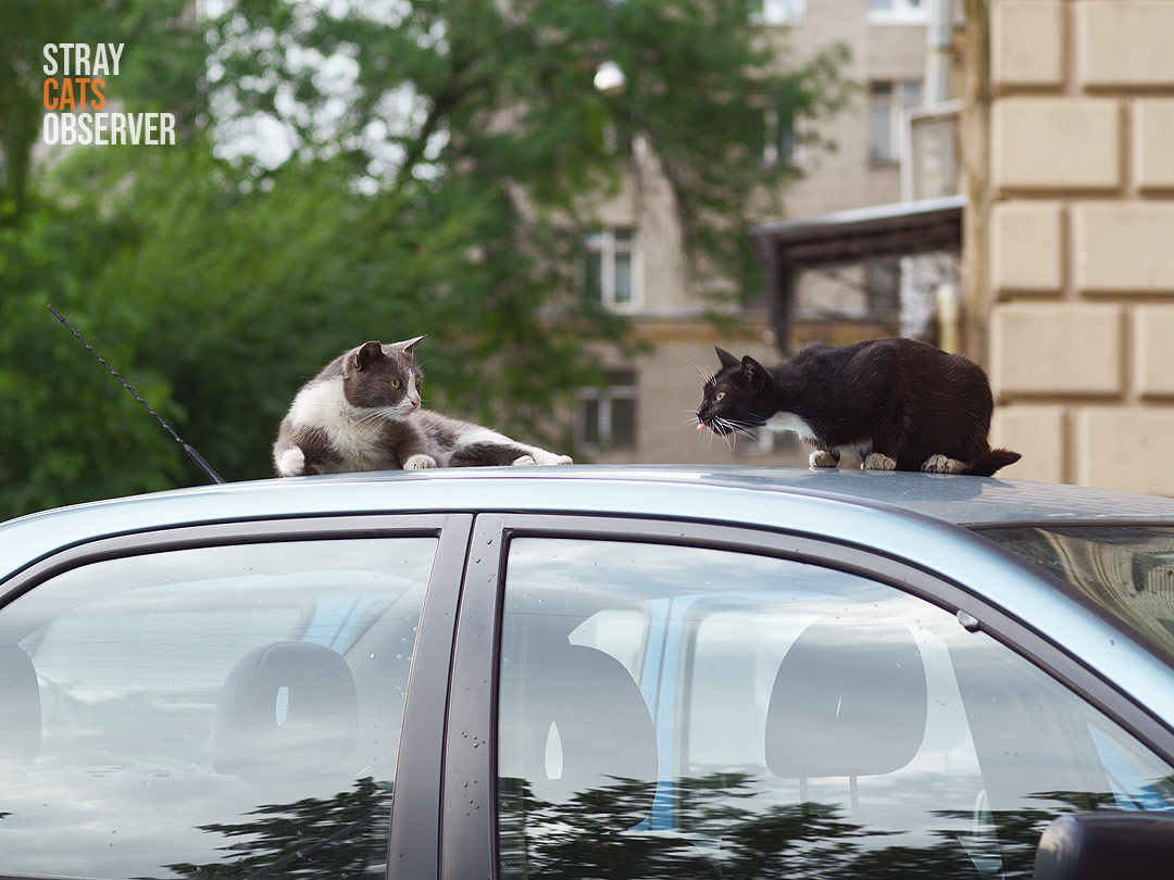 Two cats having a conversation on the roof of a car