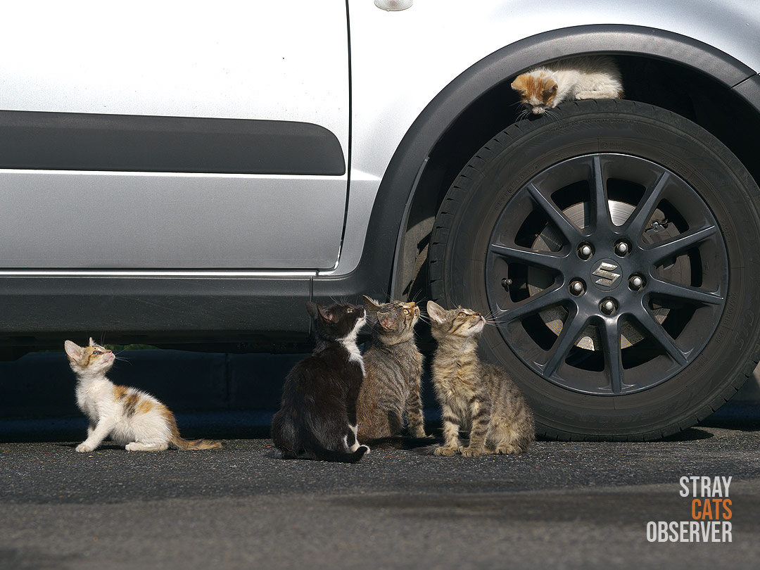 Five kittens gathered near a car