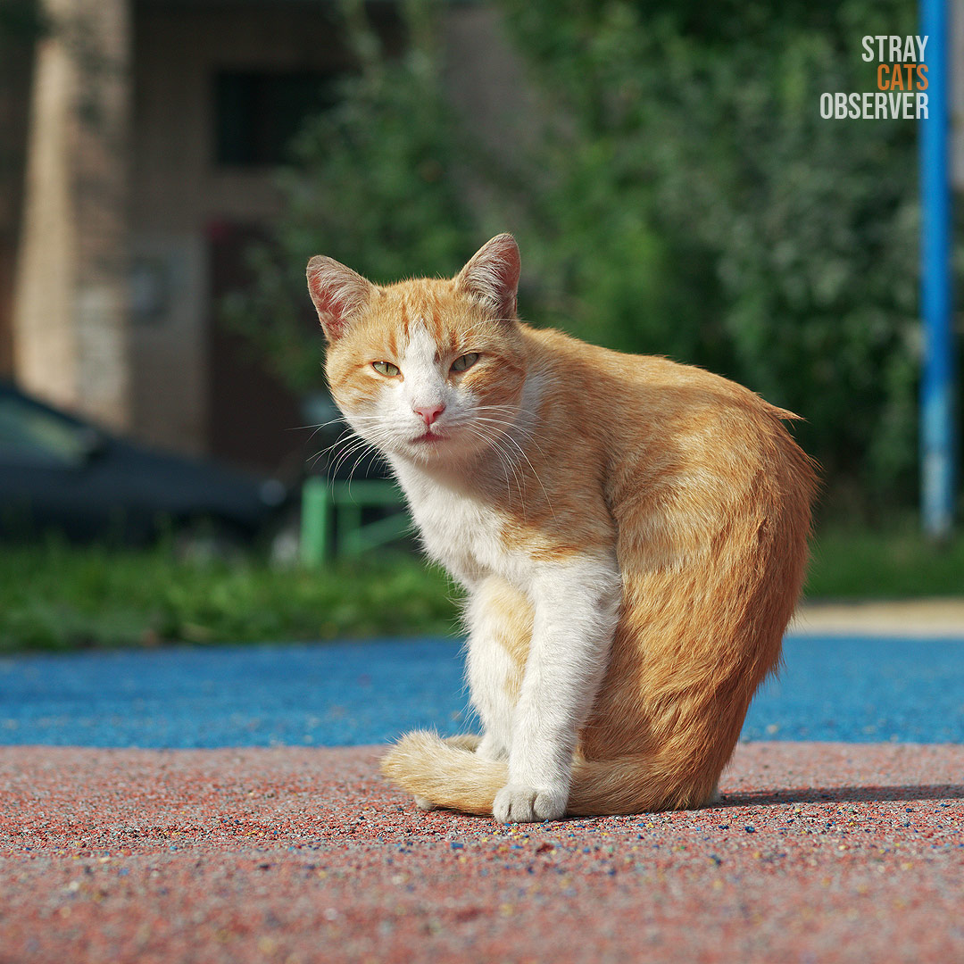 Orange and white cat in an angular pose