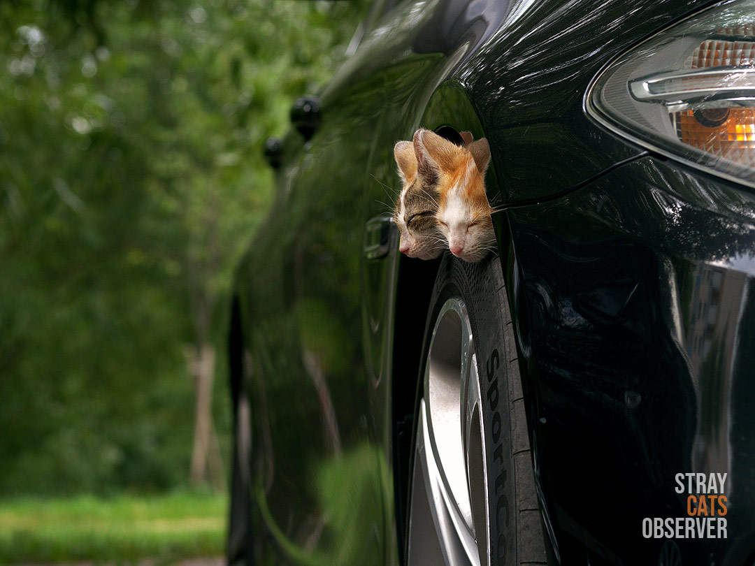 Two kittens sleeping on the wheel of a car