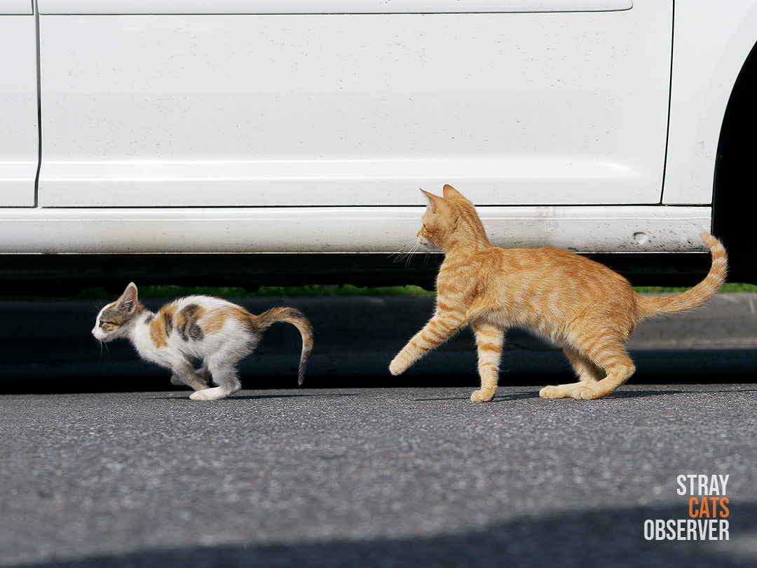 Calico kitten runs away from a bigger ginger kitten