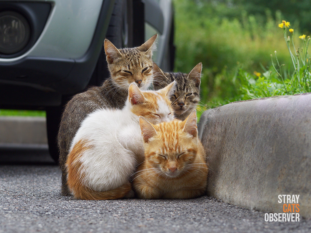 Four kittens cuddle up to each other