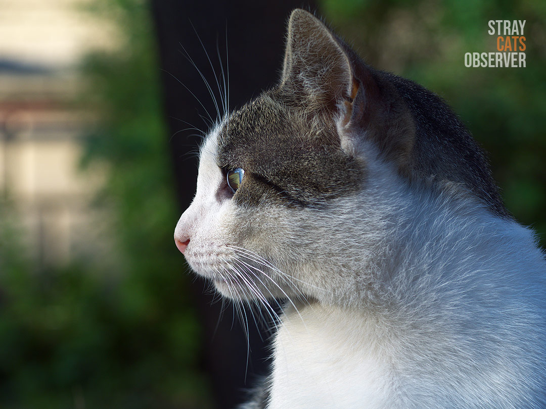 Profile portrait of a tabby and white male cat