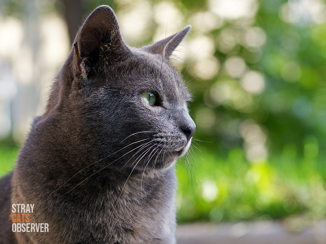 Profile portrait of a grey cat