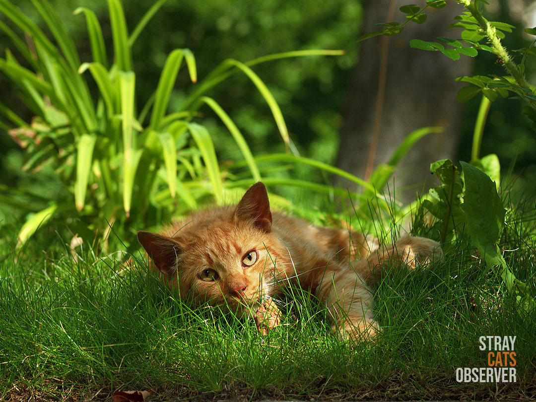 Orange cat relaxing in the sunlight