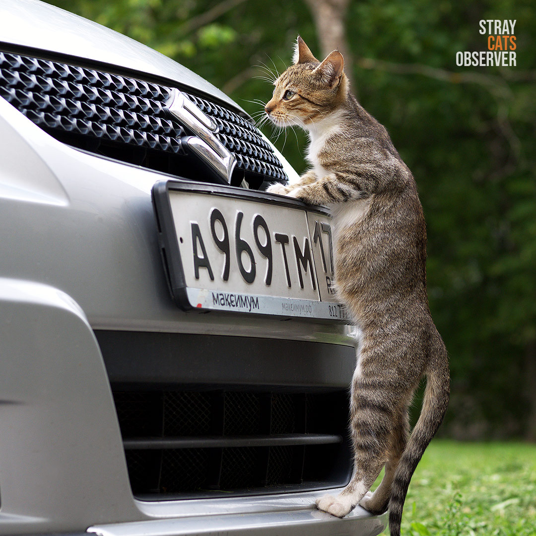 Tabby kitten standing on the bumper of a car