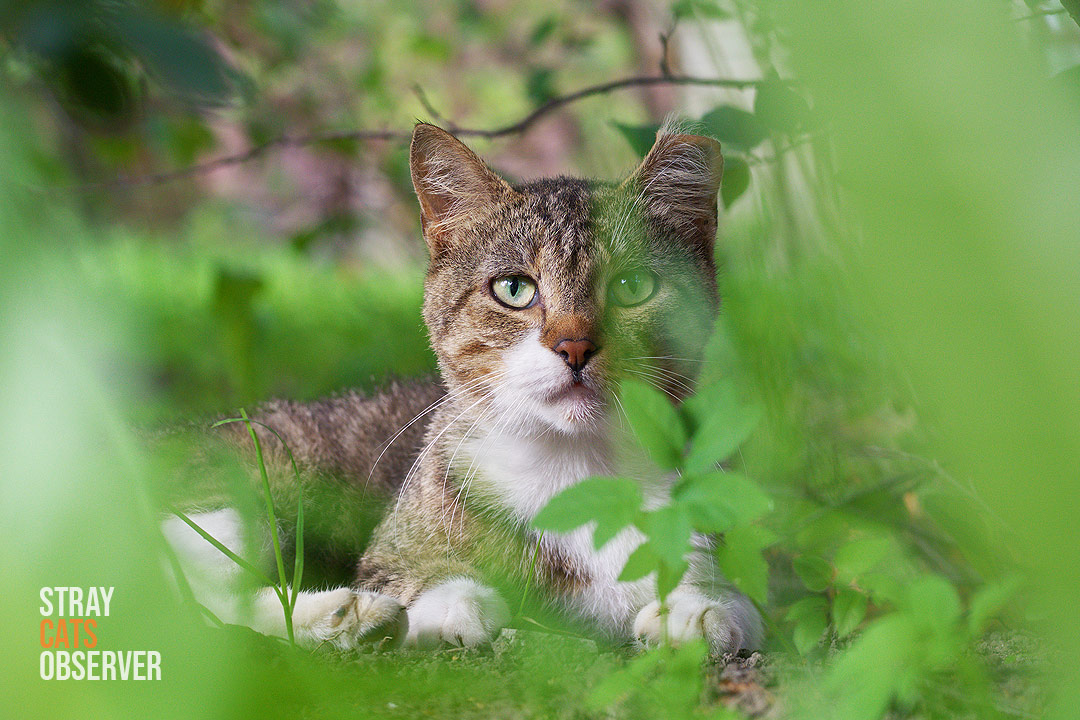 Tabby cat lies in the bush