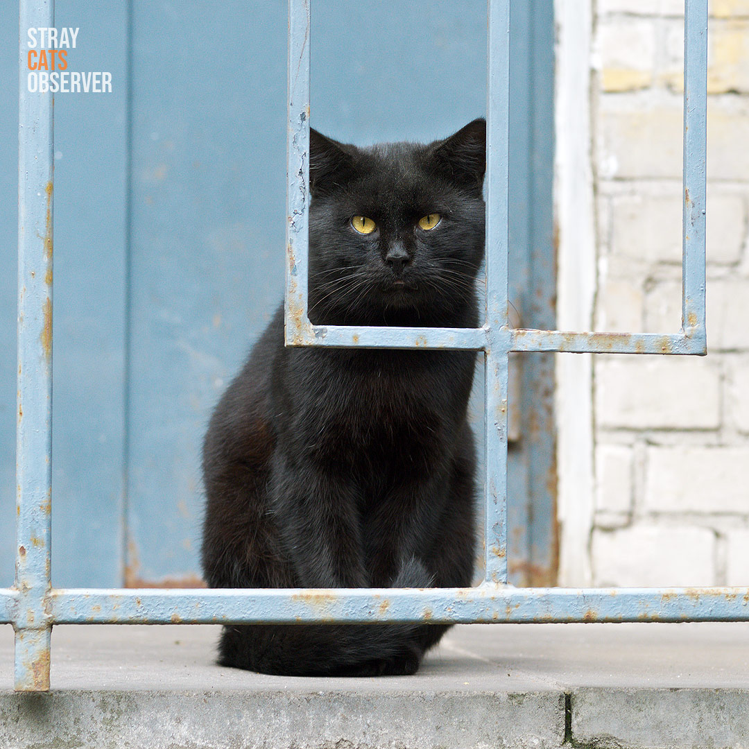 Black cat sits on the porch behind the rails