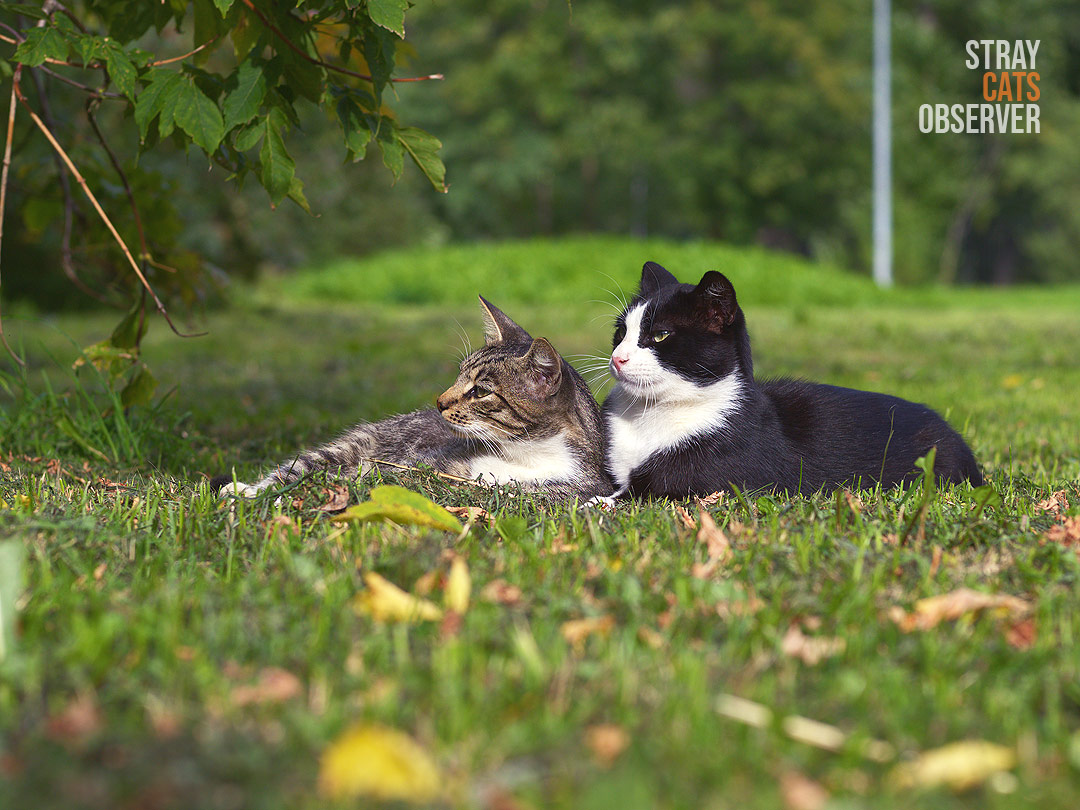 Two cats lie on the lawn