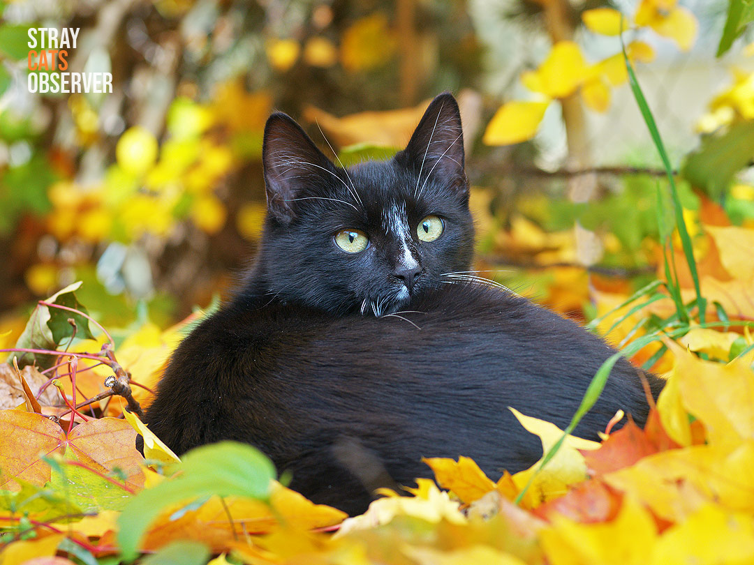 Black and white cat lies in the pile of autumn leaves