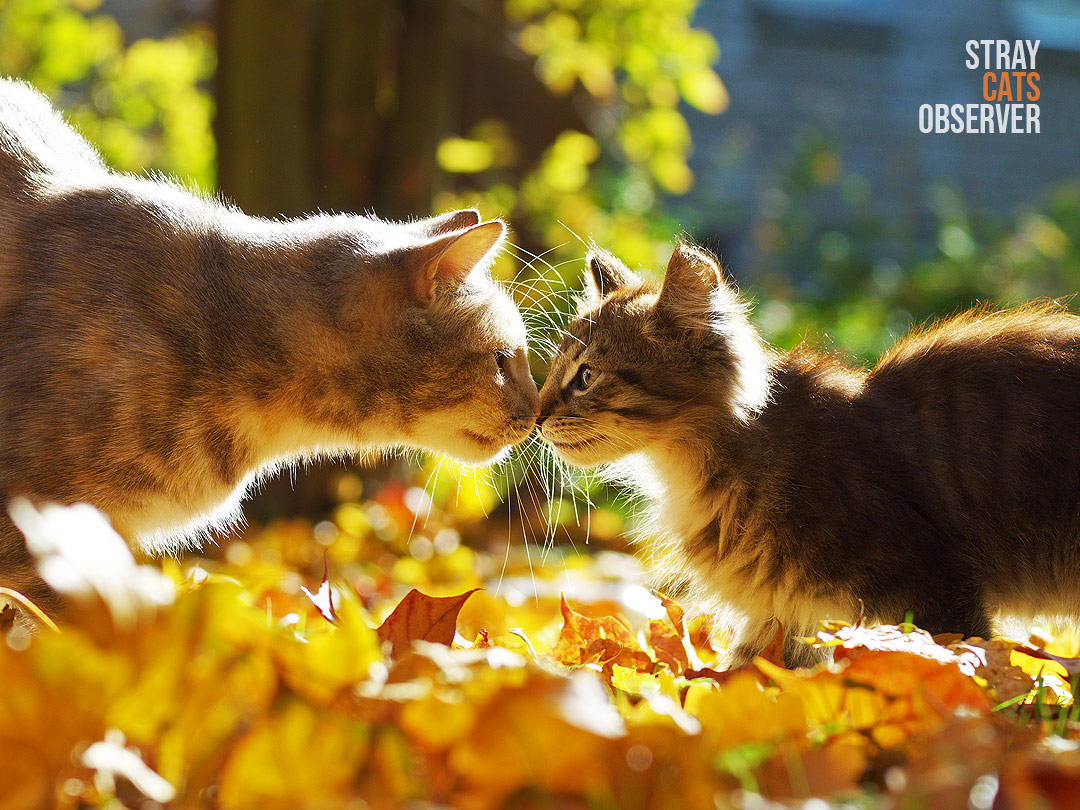 Cat and kitten greet each other standing deep in autumn leaves and backlit by the sunlight