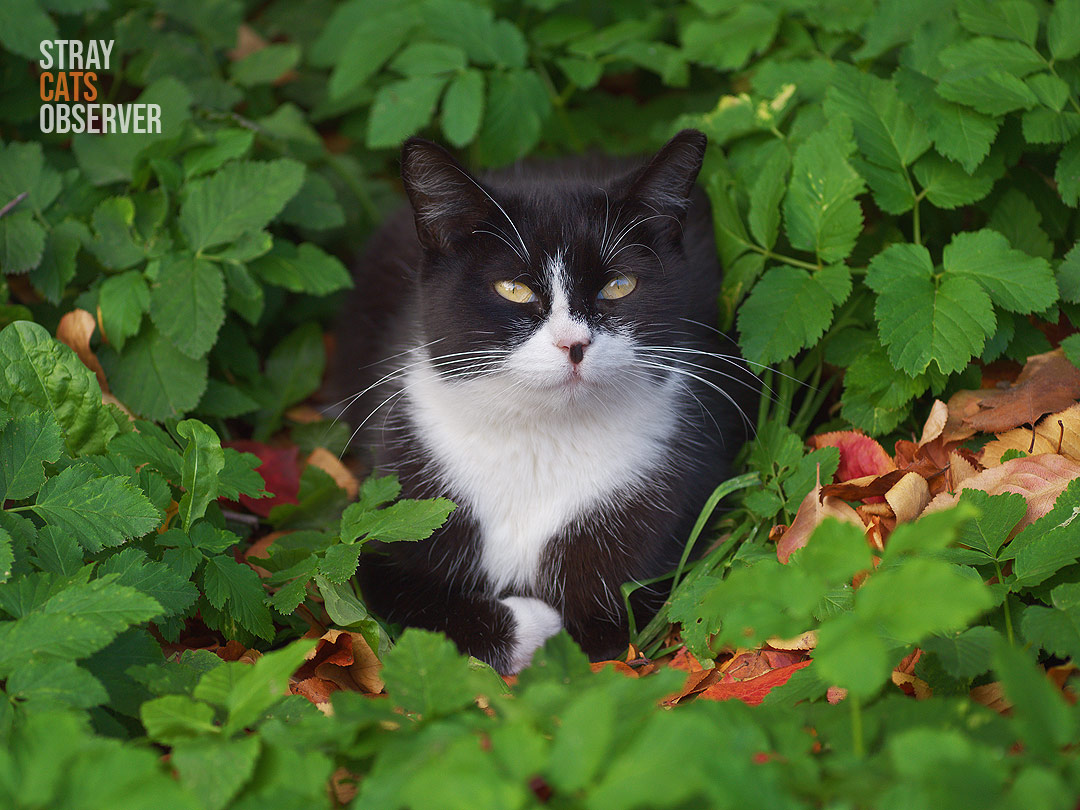 Tuxedo cat framed by foliage