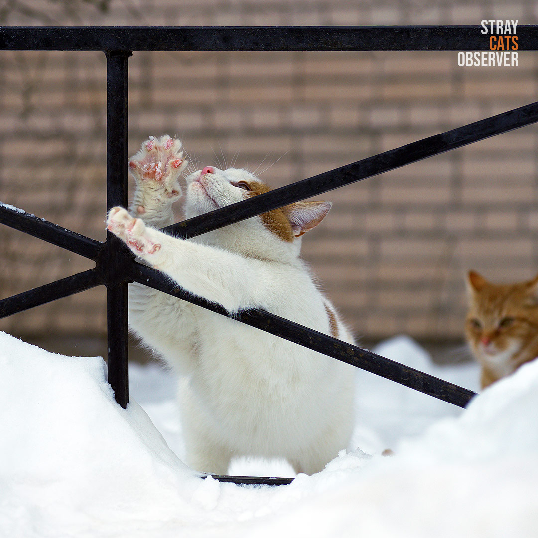 Orange and white kitten stuck his paws through the fence standing in snow