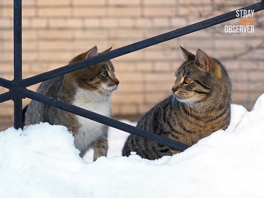 Two kittens sit in the snow and look at each other questioningly