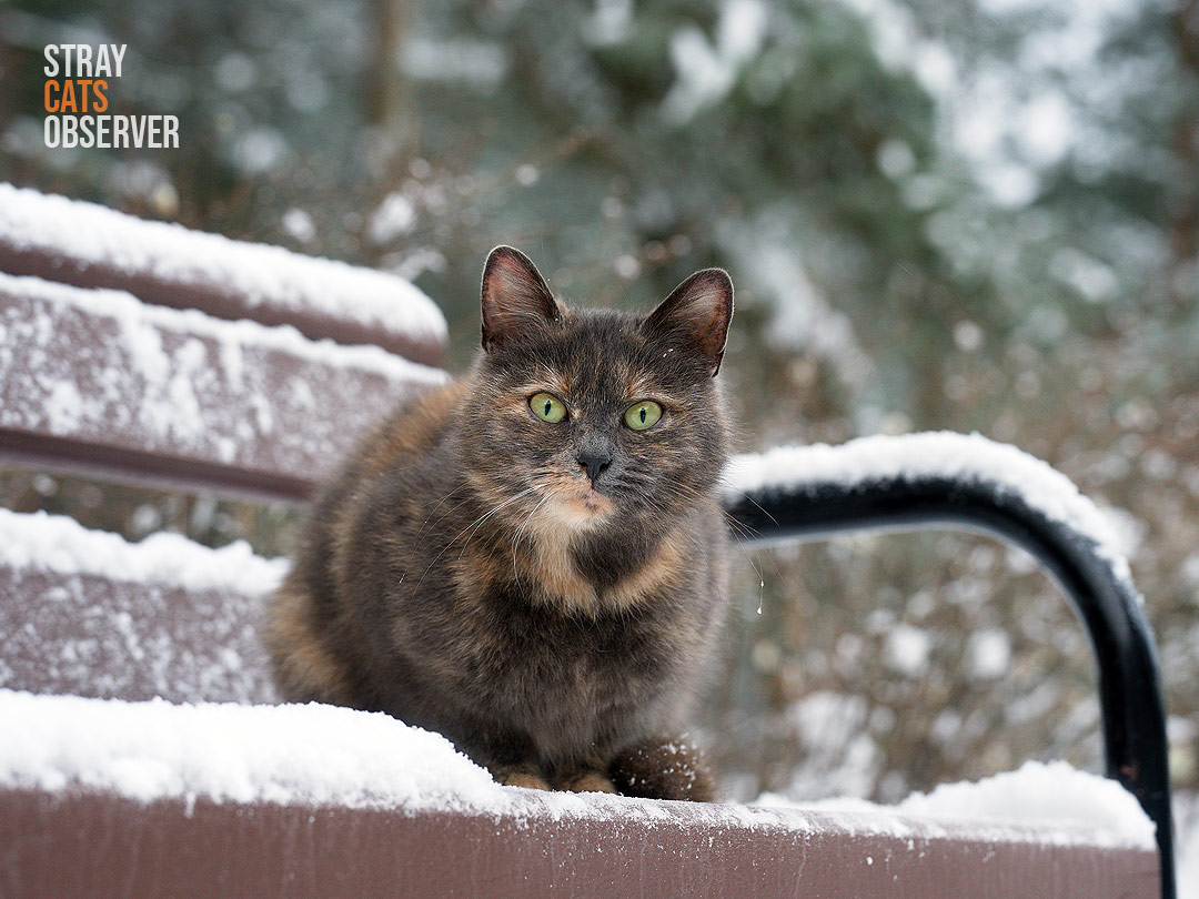 Tortoiseshell cat sits on a snow-covered bench