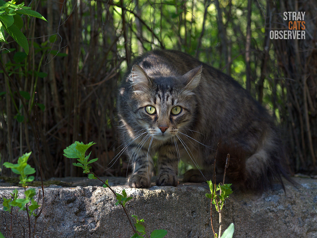 Tabby cat looking at us cautiously from the shade