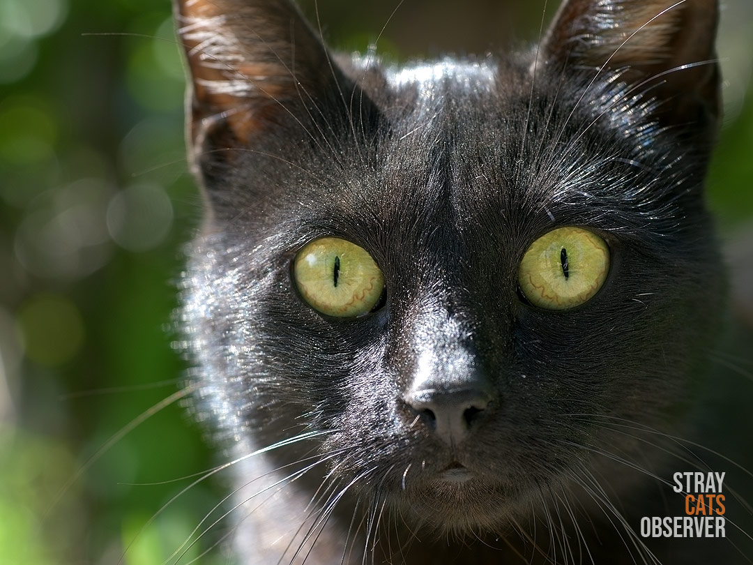 Close up portrait of a black cat