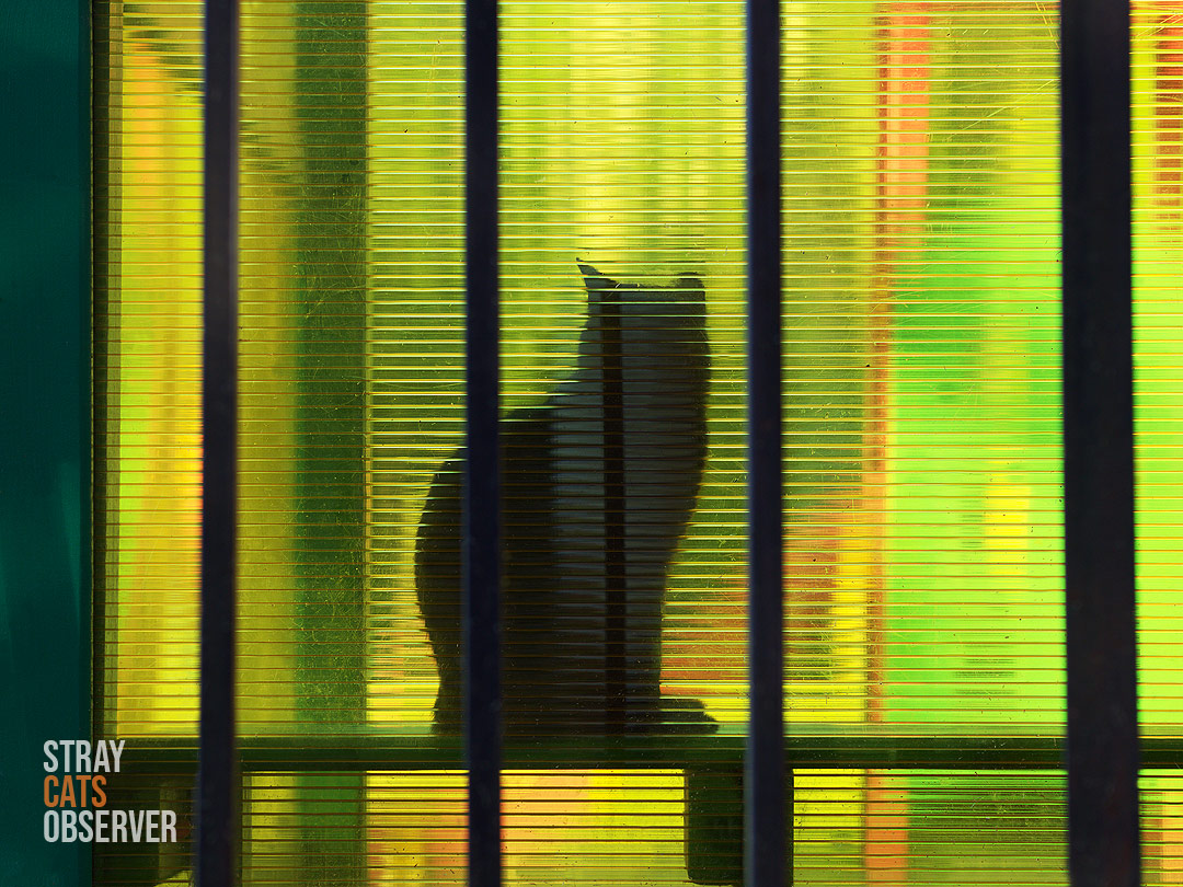 Cat silhouette in the plexiglass window
