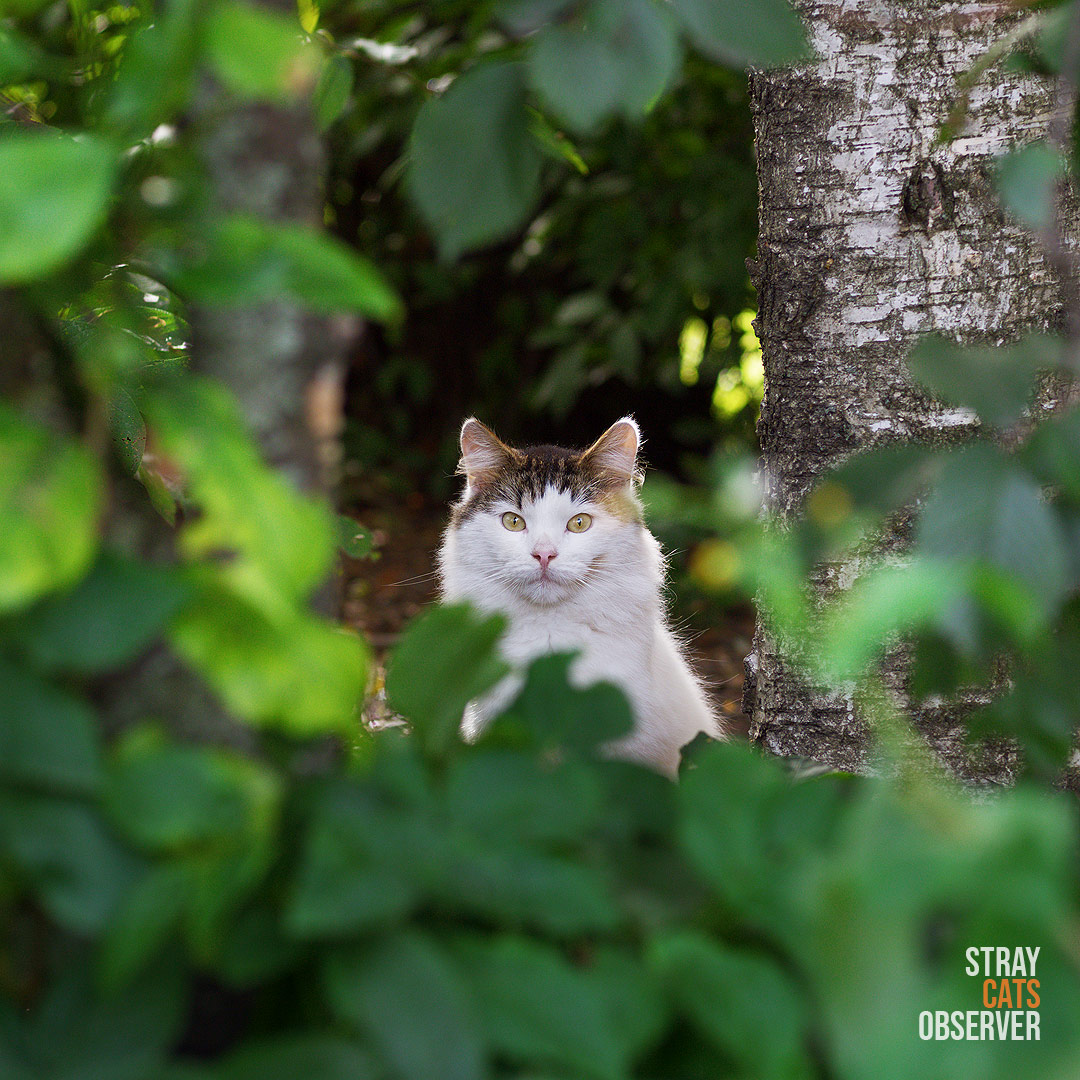 Fluffy tabby and white cat sits in the distance in the bush
