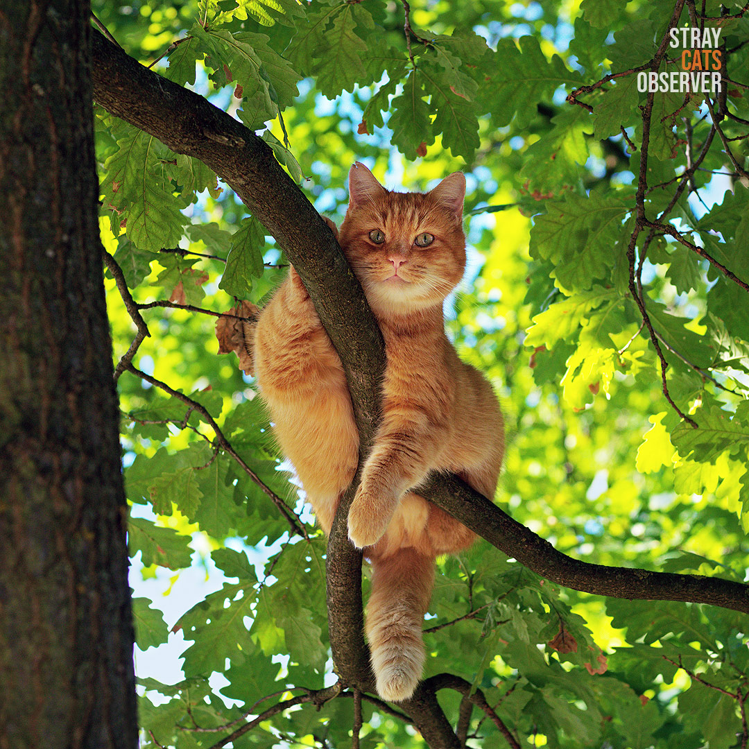 Orange cat sits in the tree