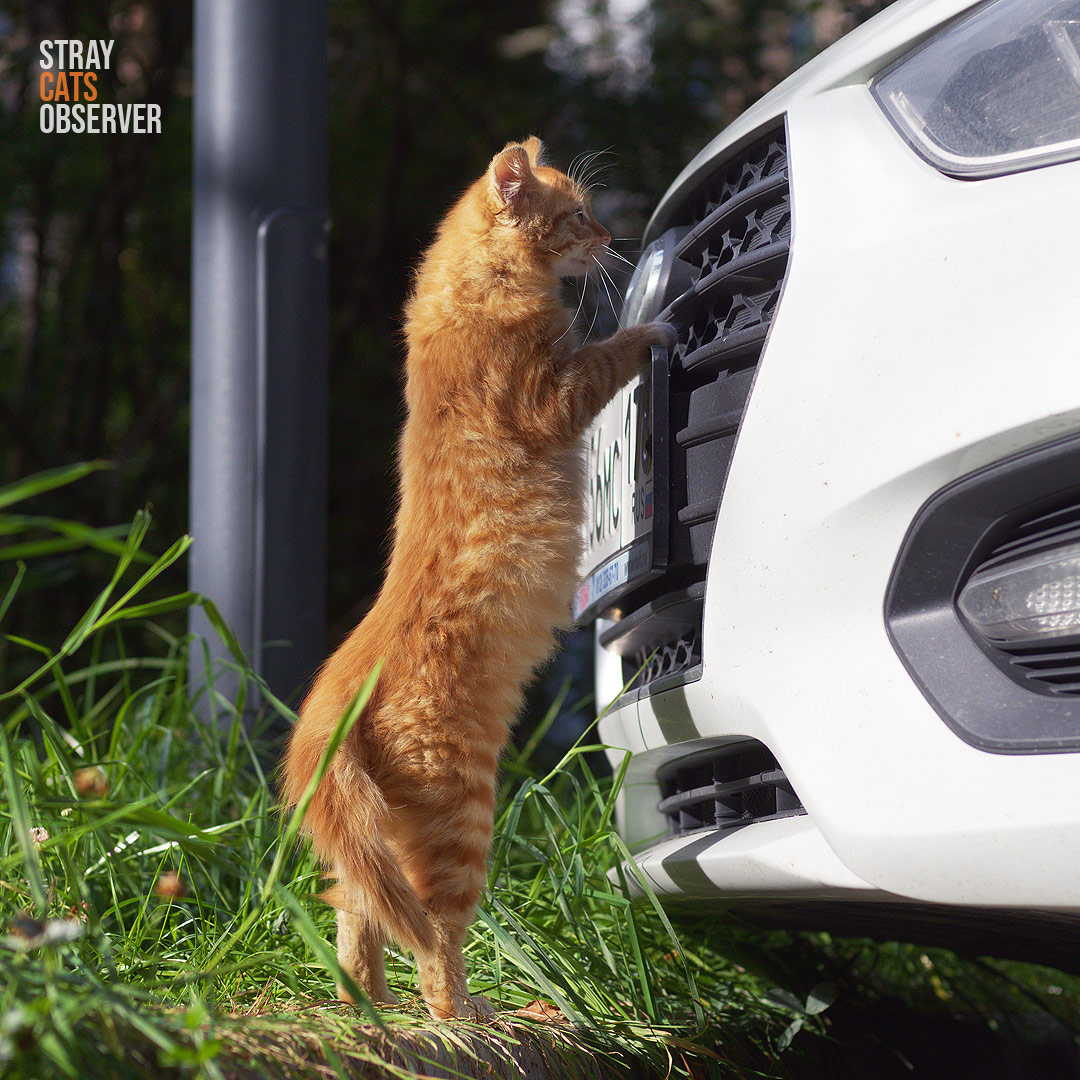 Orange kitten stands on his hind legs and looks in to a car grill (part one)