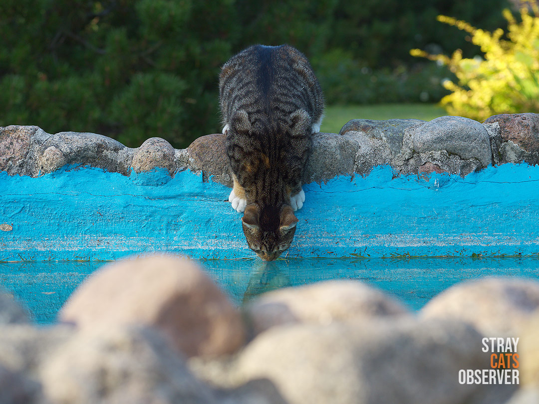 Tabby cat drinks from the fountain