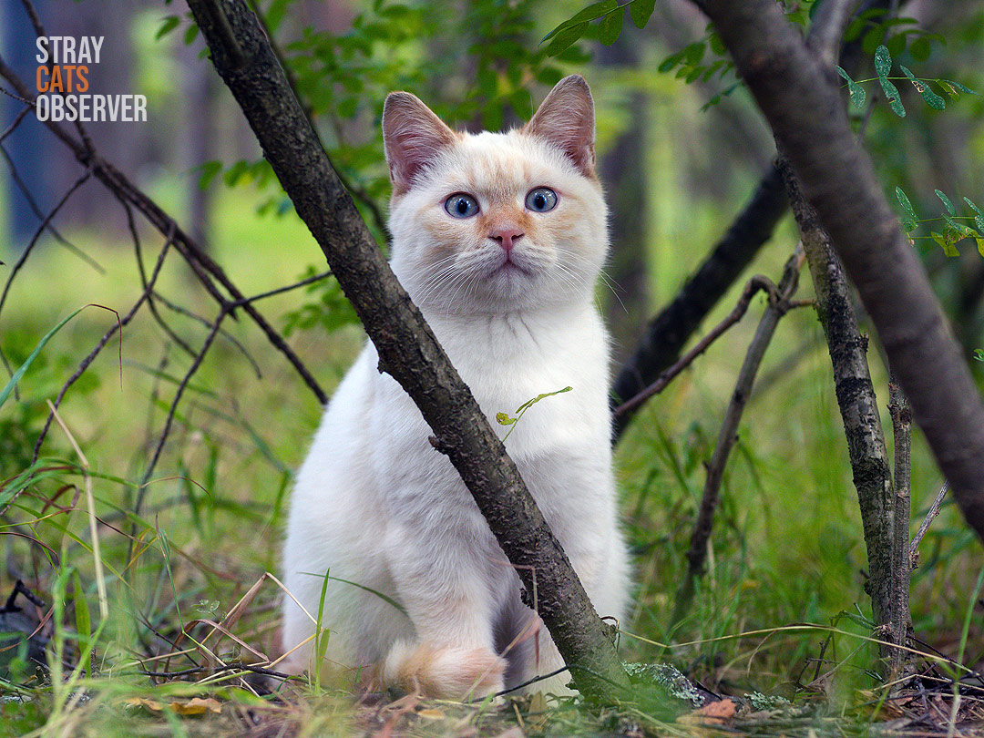 Full height portrait of a white colorpoint kitten sitting in the grass