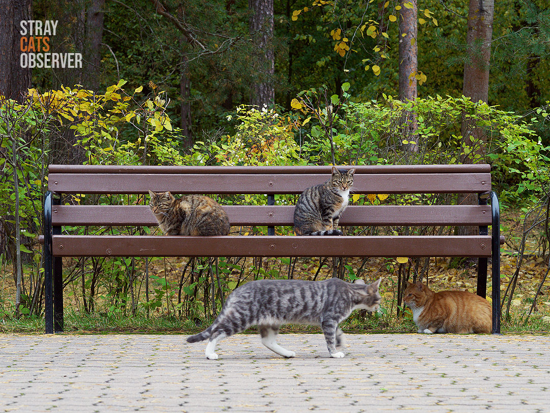 Group of four cats with bored looks sitting on the bench