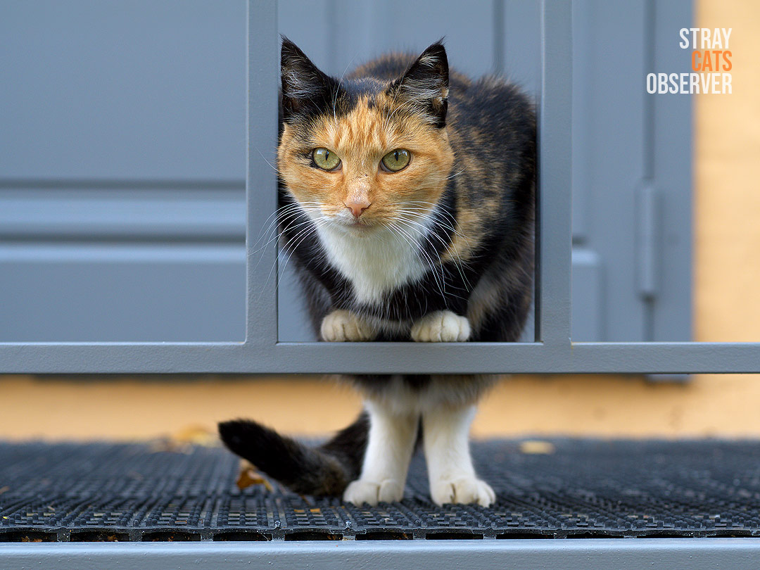 Calico cat stands on the porch looking through the fence