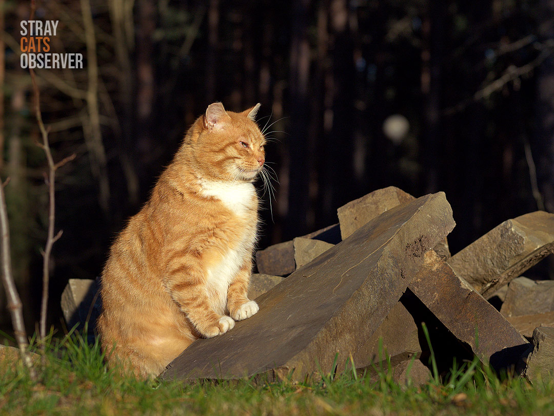A large orange cat sits in the scorching sun leaning on the fragments of concrete blocks