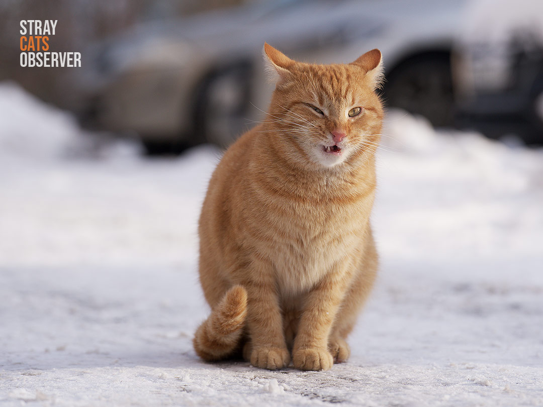 Ginger cat wrinkles his face with displeasure while sitting in the snow
