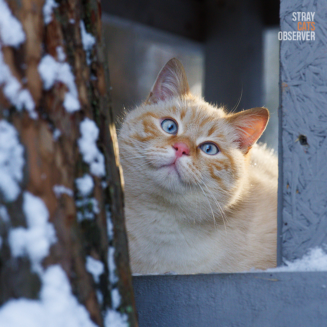 White flamepoint kitten looks out from cat house