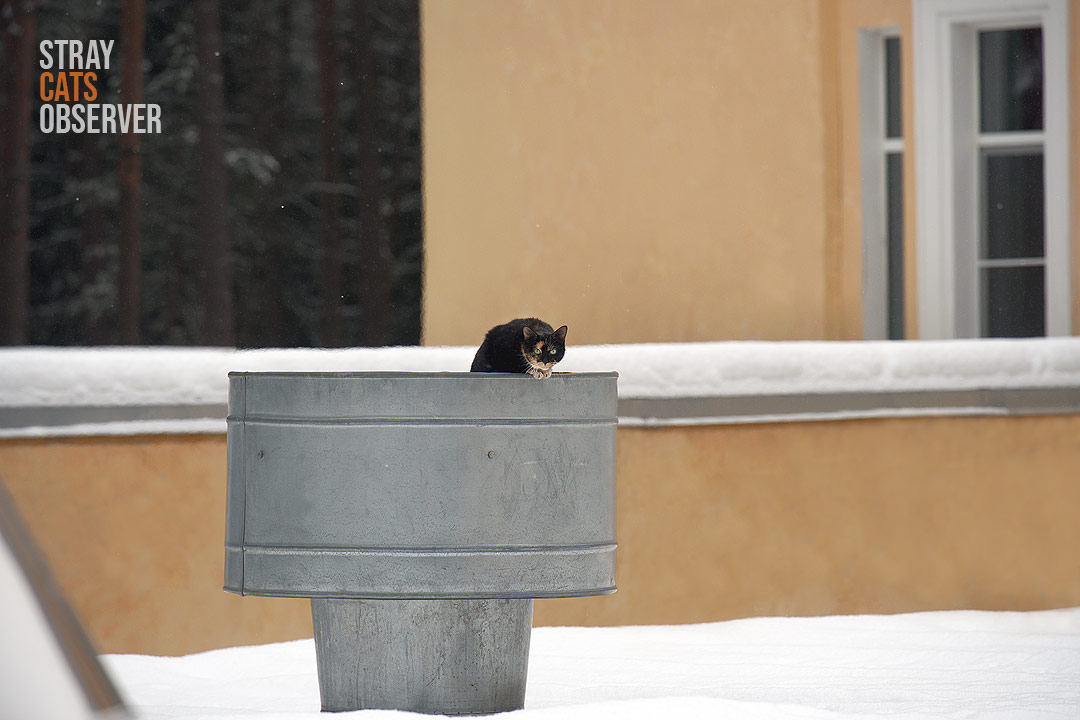 Calico cat sits on the roof on the ventilation pipe