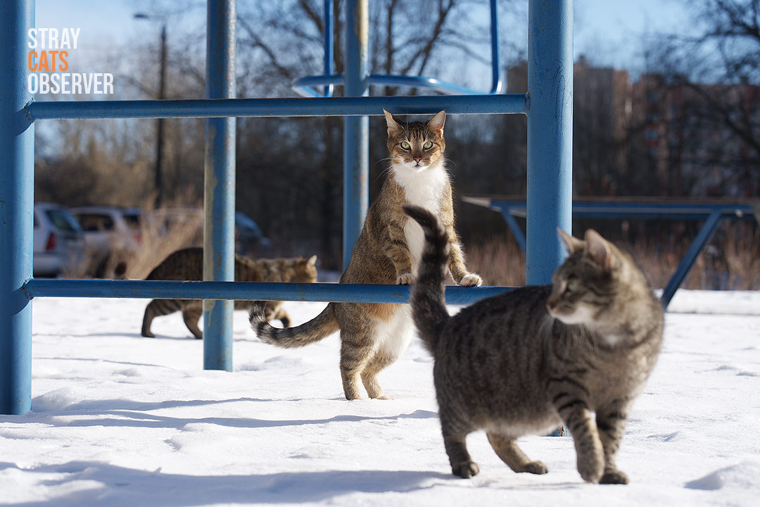 Stray cats explore the playground in the early spring sun