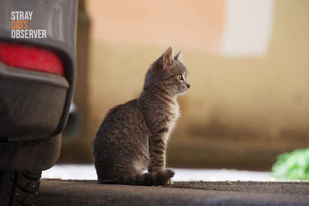 Tabby kitten sits in profile in the shadow of a car
