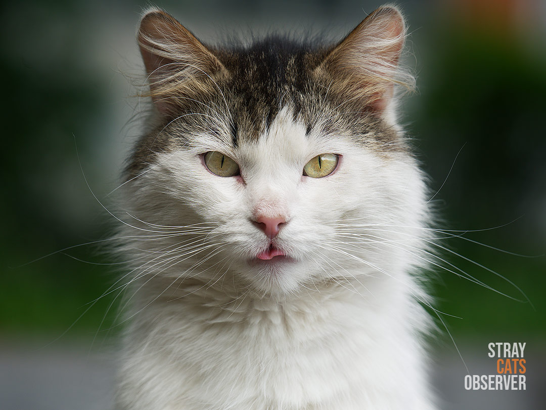 Close up portrait of fluffy tabby and white cat