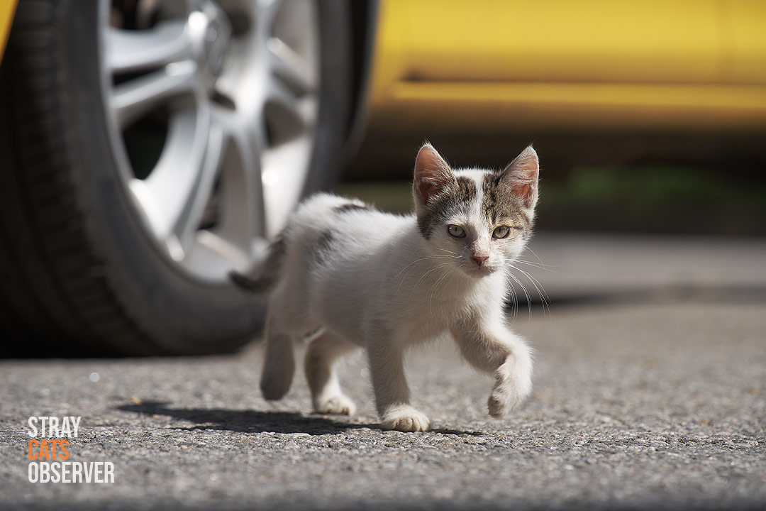 Tabby and white kitten looks at us on the go