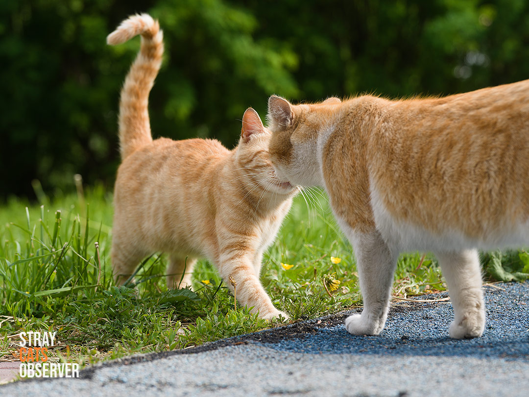 Two red cats rub their heads