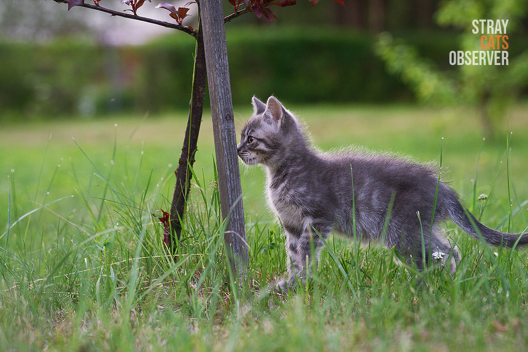 Gray tabby kitten buried its nose in a board supporting a tree sapling