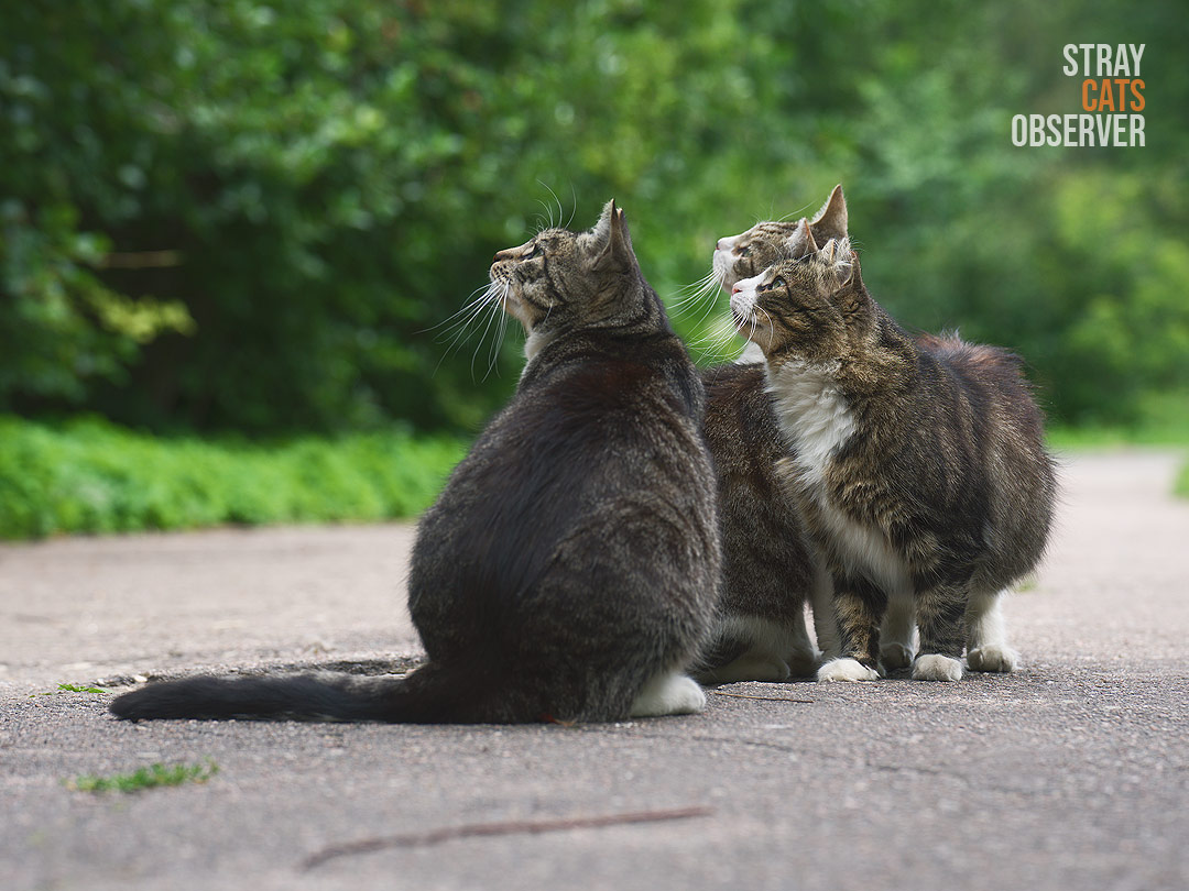 A group of three tabby cats look at something in the sky