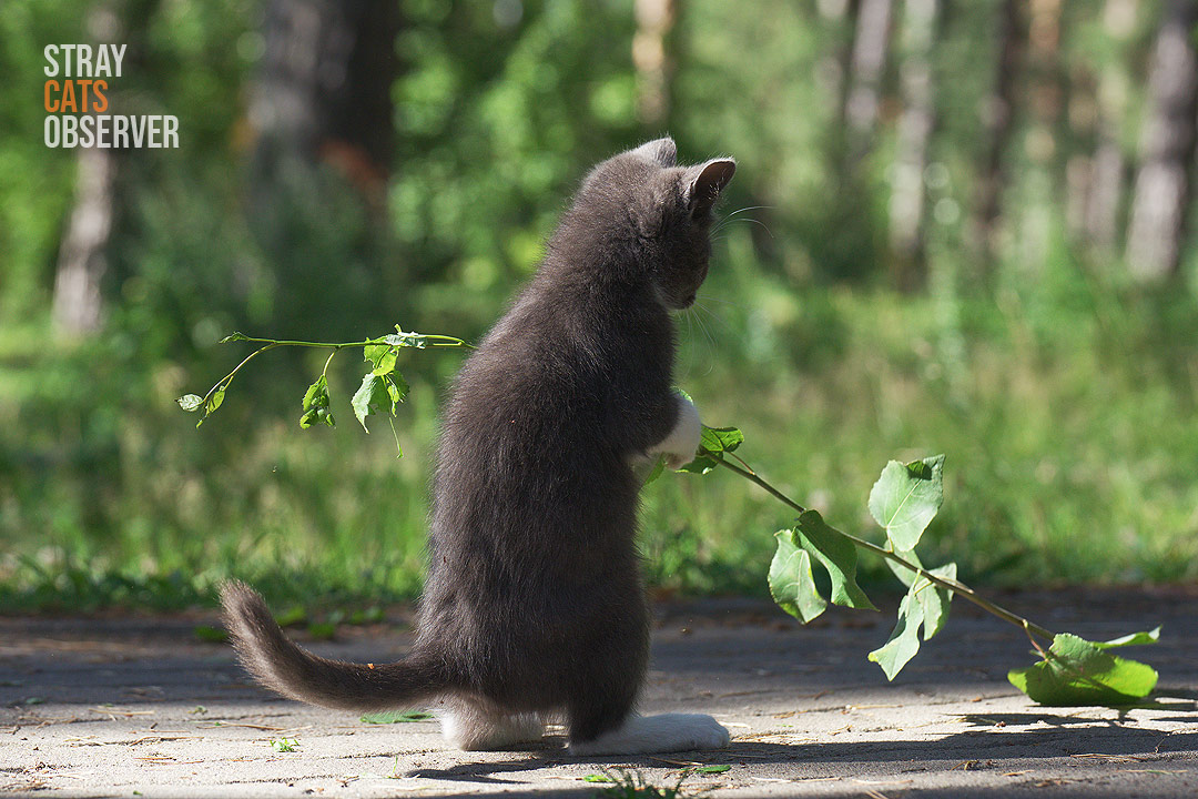 A gray kitten found and picked up a tree branch
