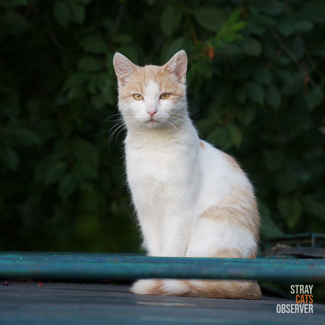 Ginger and white cat sitting on the roof of a car